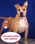 Herzog - vermittelt 23.06.2020: American Staffordshire Terrier, Rüde, geb.  Aug. 2013, bei uns seit September 2016