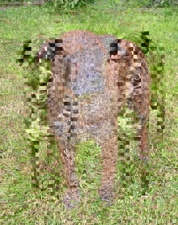 Okra 5