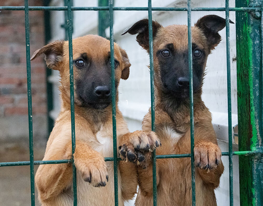 Aca Tierheim Svilos 26