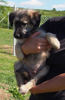 Benson 3