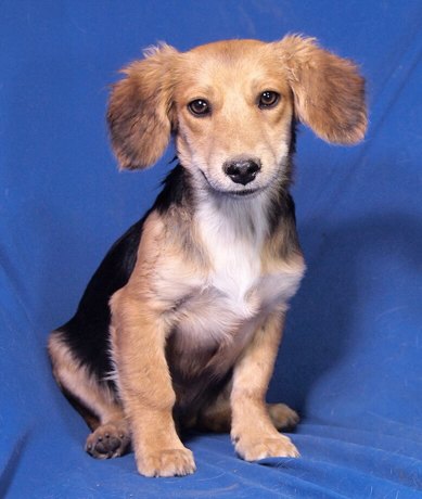 Chico 1