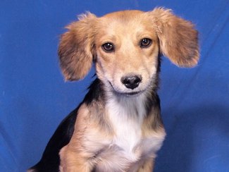 Chico 1