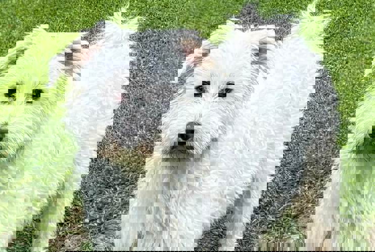 Nicholas 1