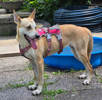 Faye 3 (1)