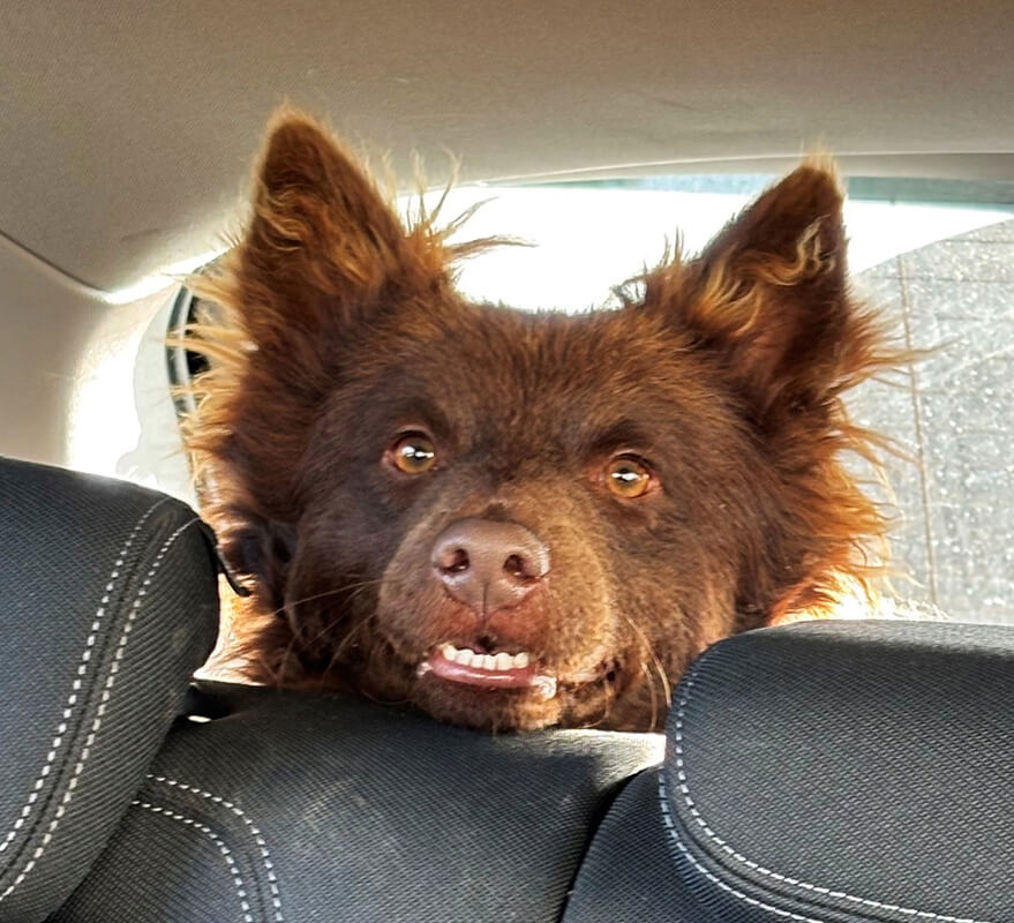 Lobo1