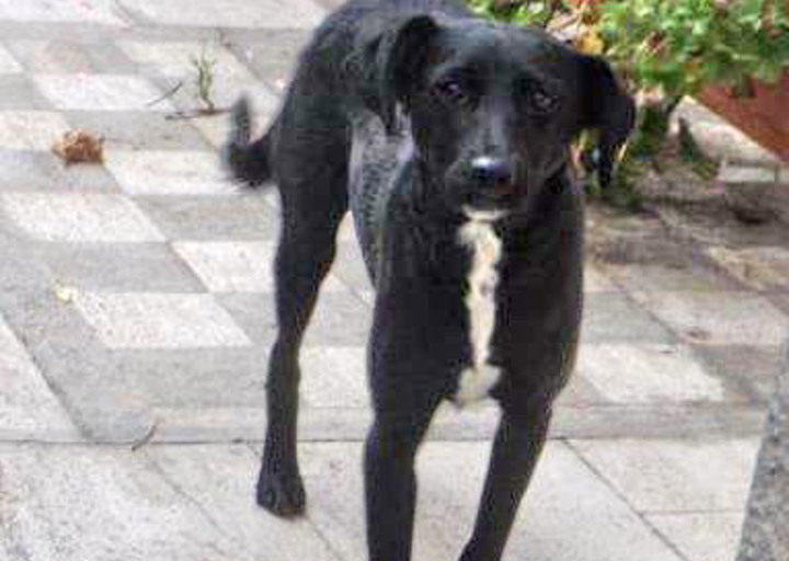 happy_1507487016Foto_1.jpg