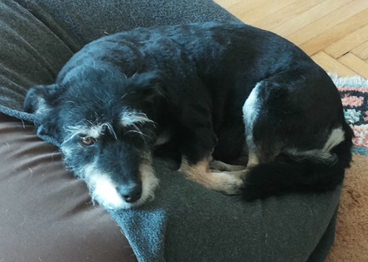happy_1505163763Frieda.jpg