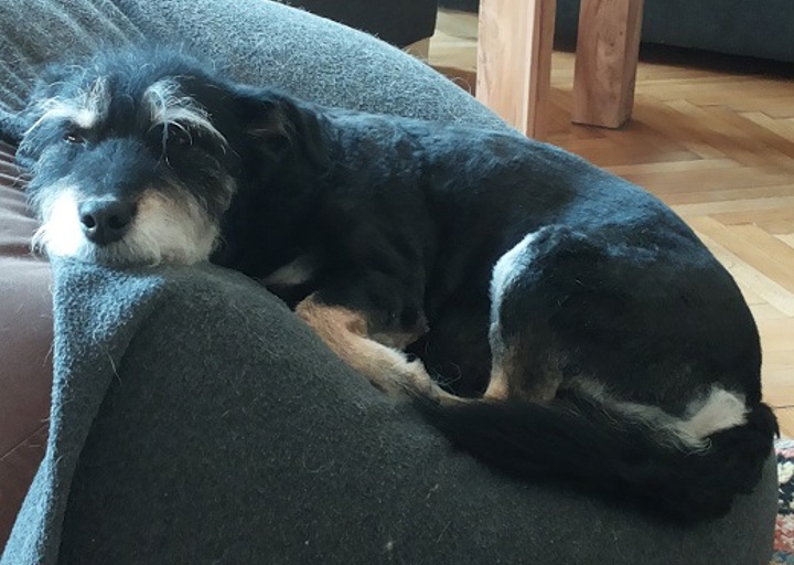 happy_1505163763Frieda3.jpg