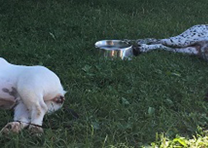 happy_1503780085Gitti2.jpg
