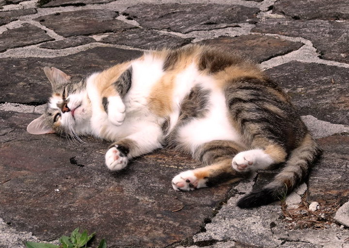 happy_1501359616Foto_2.jpg