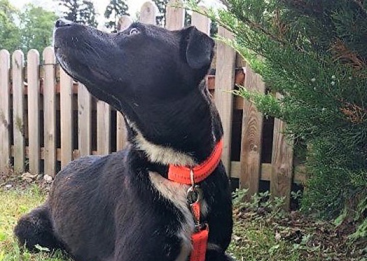 happy_1499282711Billy2.jpg
