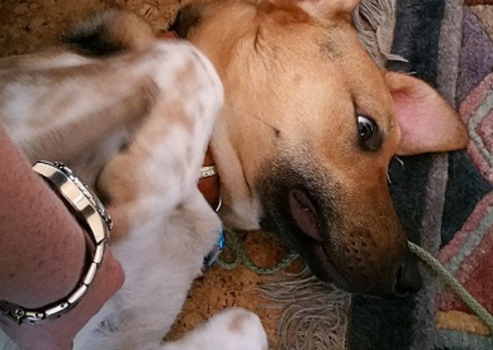 happy_1498331541Leo2.jpg