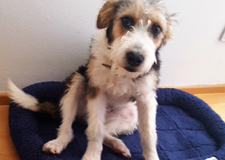 happy_1494849904Oskar.jpg