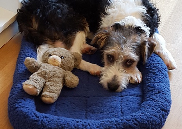 happy_1494849904Oskar2.jpg