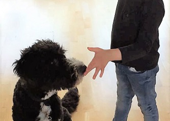 happy_1494850231Rosco3.jpg