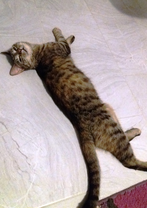 happy_1492372151Tigra_1.jpg