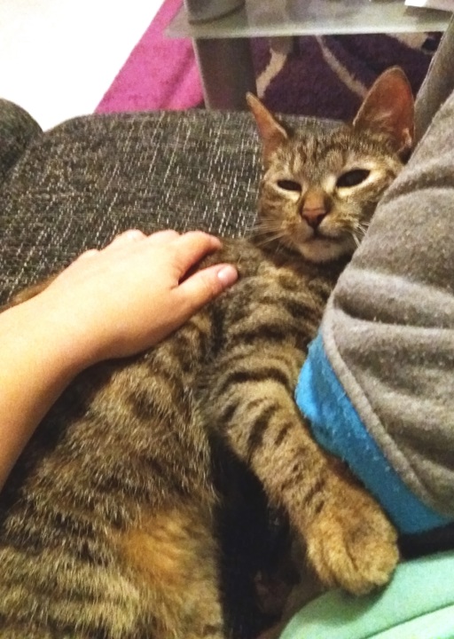 happy_1492372151Tigra_3.jpg