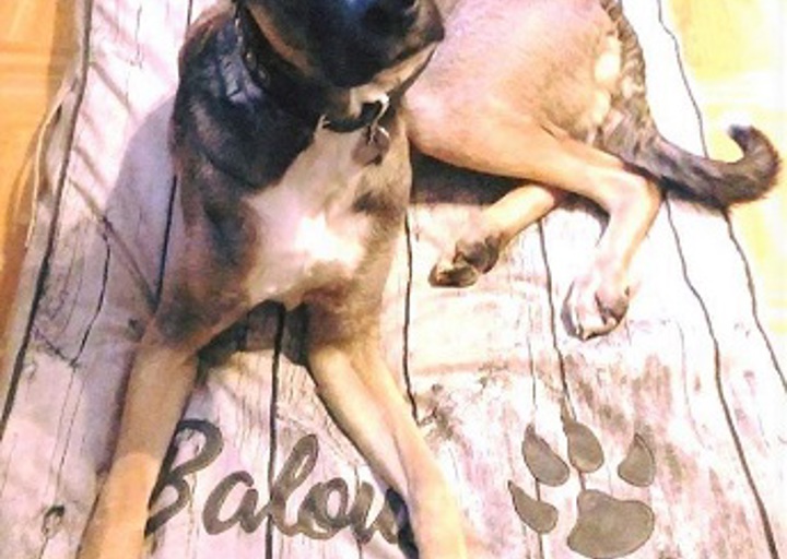 happy_1492371838Balou.jpg