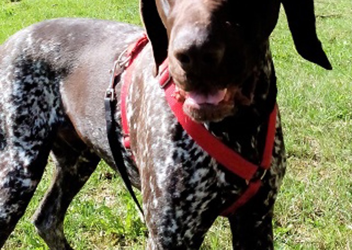 happy_1491158270Rex2.jpg