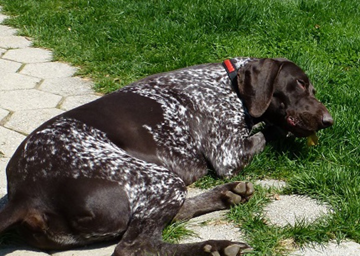 happy_1491158270Rex4.jpg
