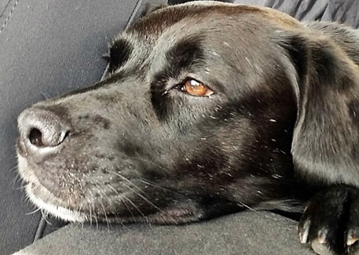 happy_1485824129Rover1.jpg
