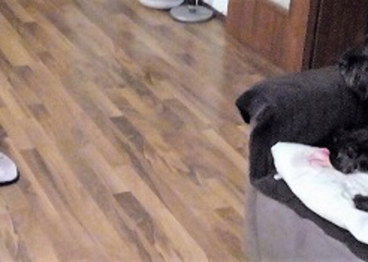 happy_1482172771Henry2.jpg