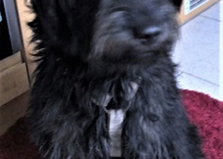 happy_1482172771Henry1.jpg