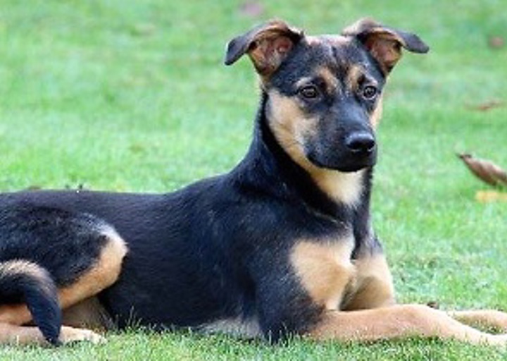 happy_1481058556Panja2.jpg