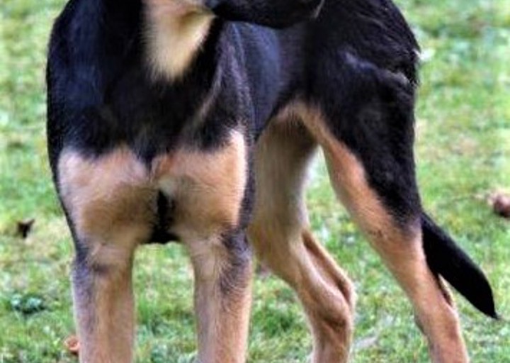 happy_1481058556Panja1.jpg