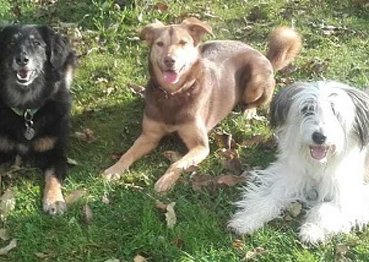 happy_1480943434Biscuit.jpg