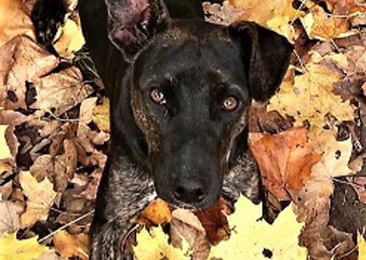 happy_1480886223Loopy4.jpg