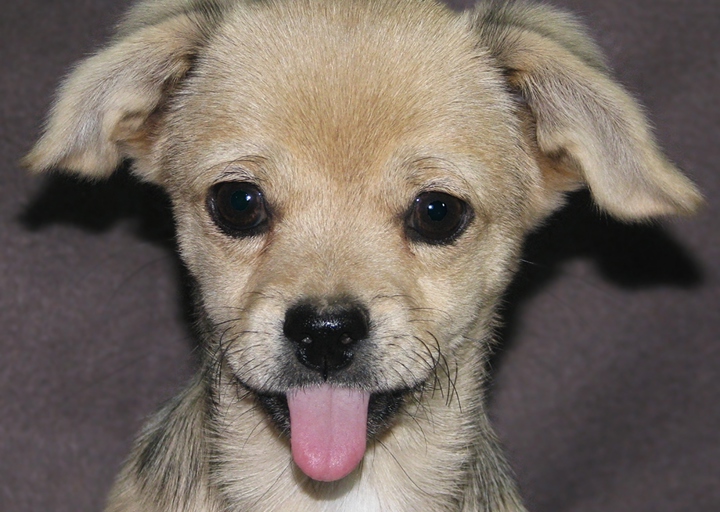 happy_1478895437Momo_3.jpg