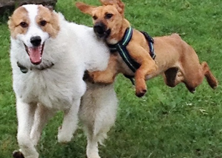 happy_1476127965Pippa2.jpg