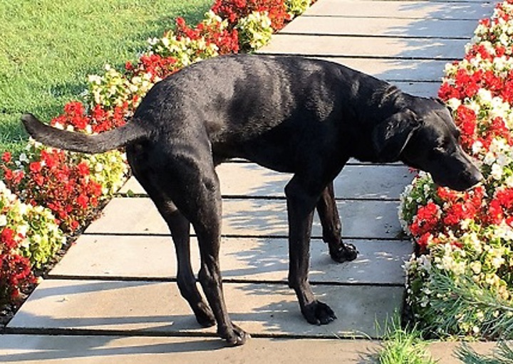 happy_1475355478Alfonzo2.jpg