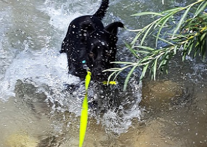 happy_1472328407Vito1.jpg