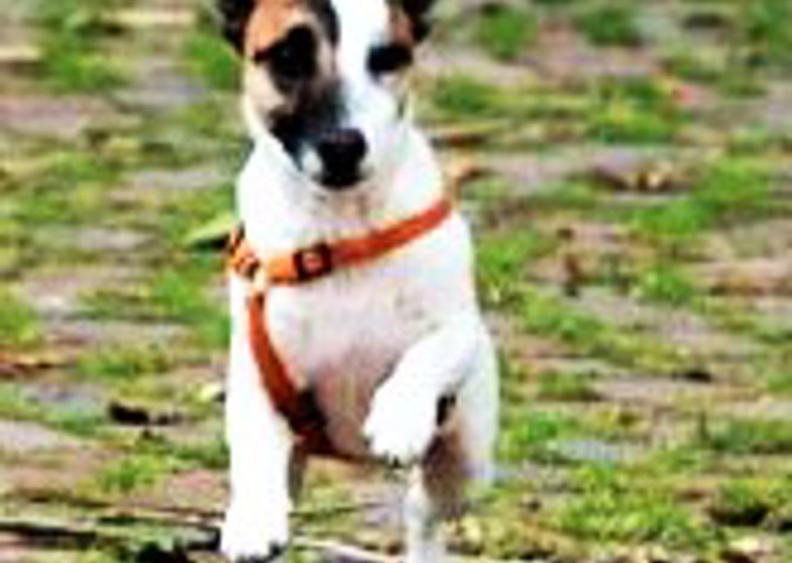 happy_1469260599Annabell3.jpg