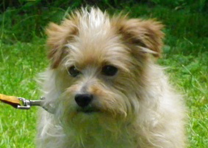 happy_1468528020Maja.jpg