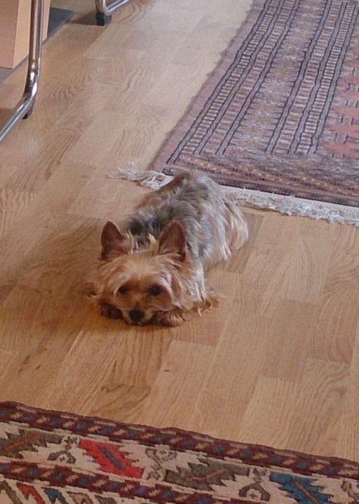 happy_1461616043Foto_3.JPG