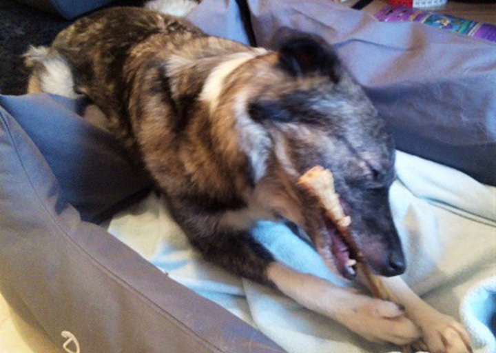 happy_1455821222Shiva.jpg