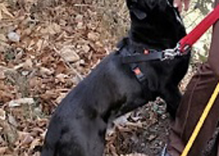 happy_1453057316Rover0.jpg