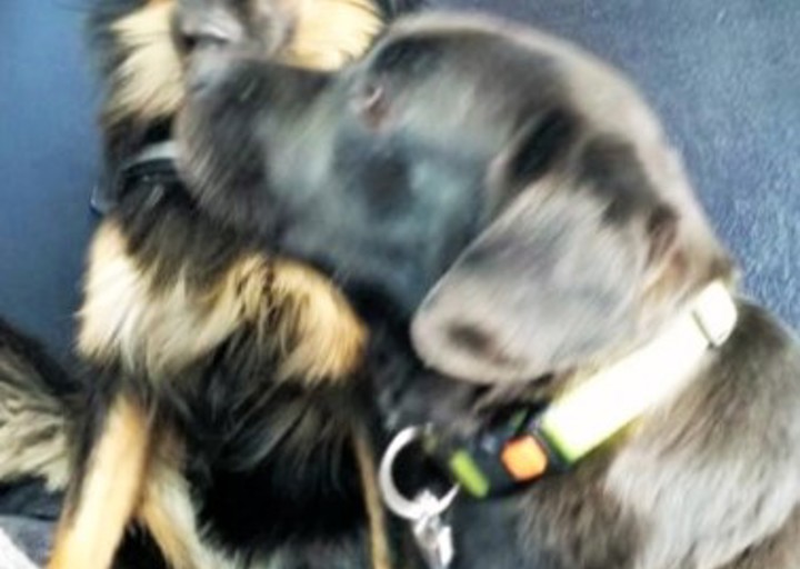 happy_1453057316Rover.JPG