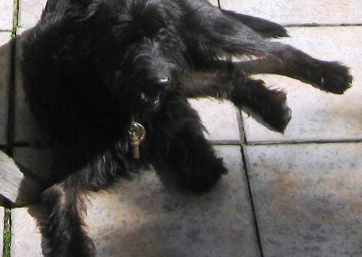 happy_1441829467Boggy1.JPG