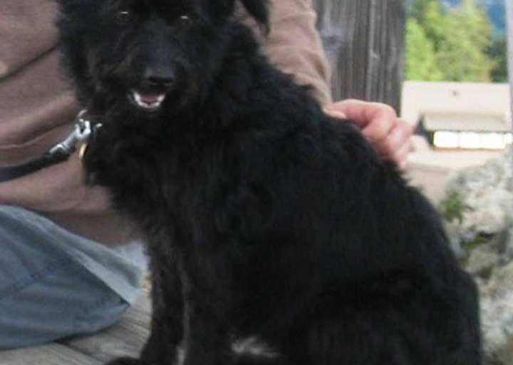 happy_1441829467Boggy2.JPG