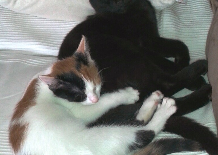 happy_1440787559Foto_1.jpg