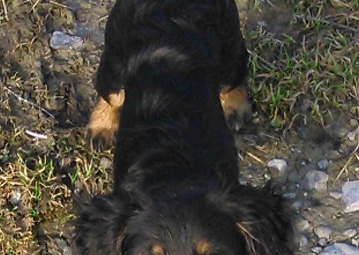 happy_1432228861Holly2.jpg
