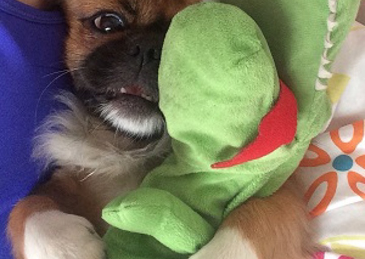 happy_1431532302Pirato3.jpeg