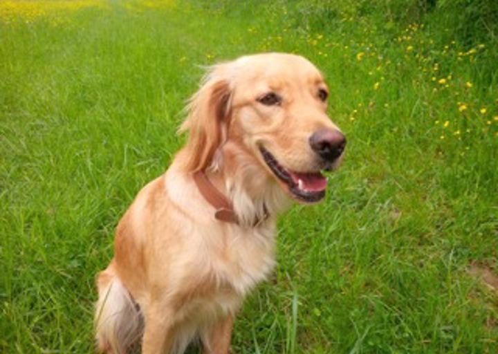 happy_1431459162Bella_20150509_104426.jpeg