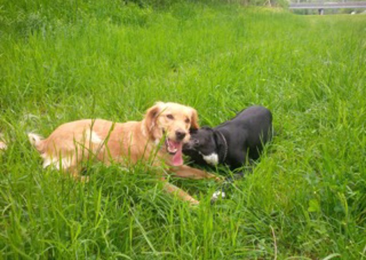 happy_1431459162Bella_20150509_110315.jpeg