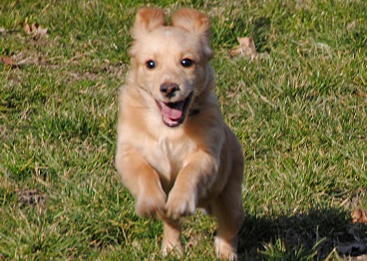 happy_1428776164Rudi1.jpg