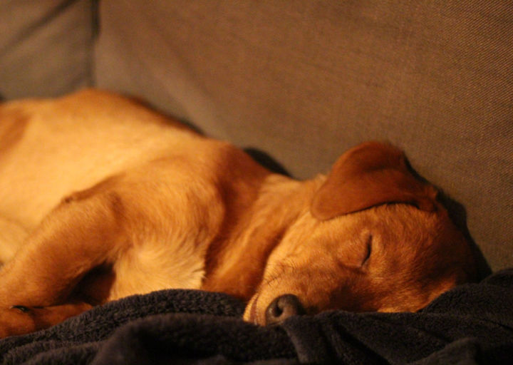 happy_1425330993Harry_couch.jpg